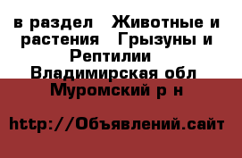  в раздел : Животные и растения » Грызуны и Рептилии . Владимирская обл.,Муромский р-н